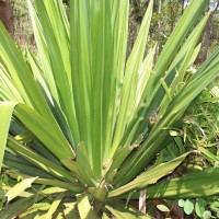 Furcraea foetida (L.) Haw.